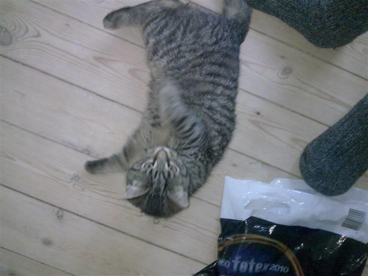 Huskat Valde R.I.P billede 8