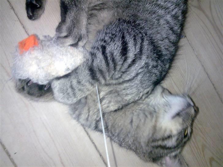 Huskat Valde R.I.P billede 9