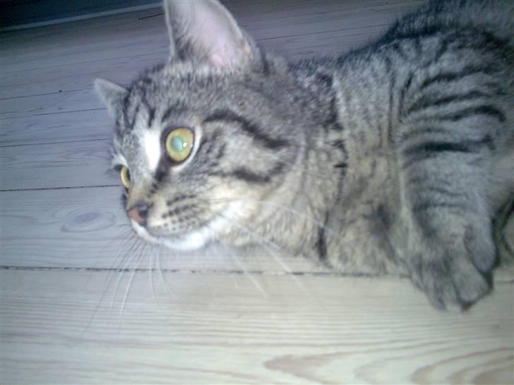 Huskat Valde R.I.P billede 10