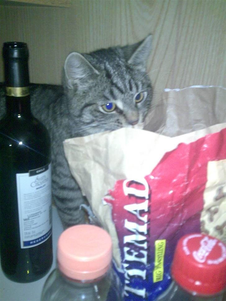 Huskat Valde R.I.P - hmm tror der er nogen der har fundet kattemaden billede 11