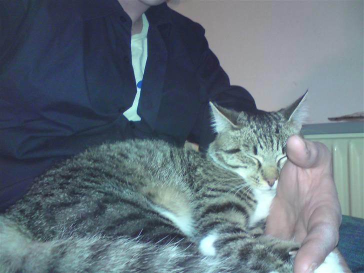 Huskat Silke - Ikke ret stor da vi fik hende.. :) billede 3