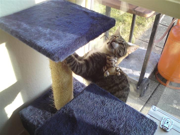 Huskat Silke - "Nu spiser jeg dig!" billede 4