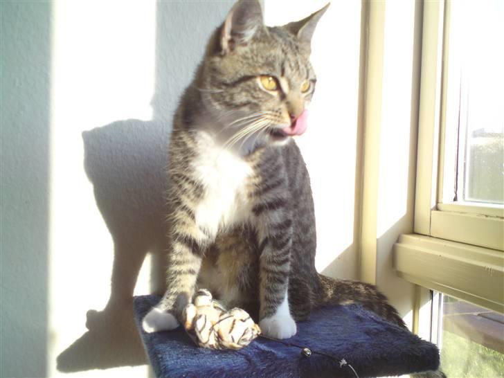 Huskat Silke - "Mhm, lækkerbisken!" billede 5