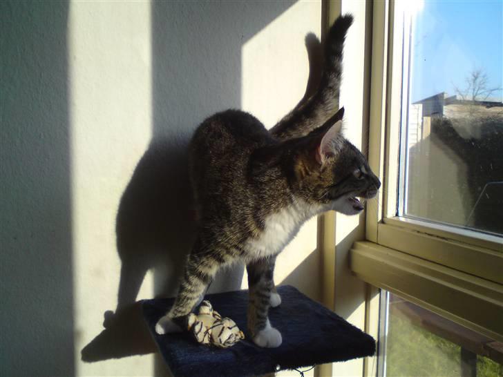 Huskat Silke - Ja, hun er en farlig vagt-kat. :D billede 6