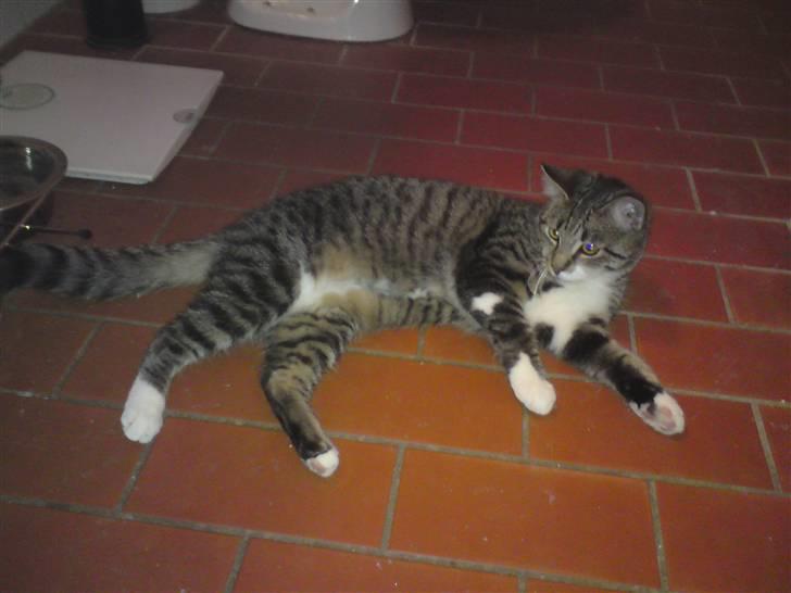 Huskat Silke - "Ville du noget?" billede 7