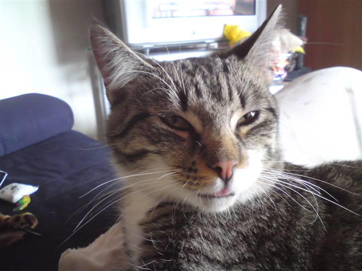 Huskat Silke - Læg mærke til tungen.. :P billede 8