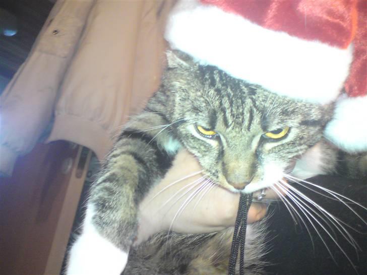 Huskat Silke - Lille jule-godte :D billede 9