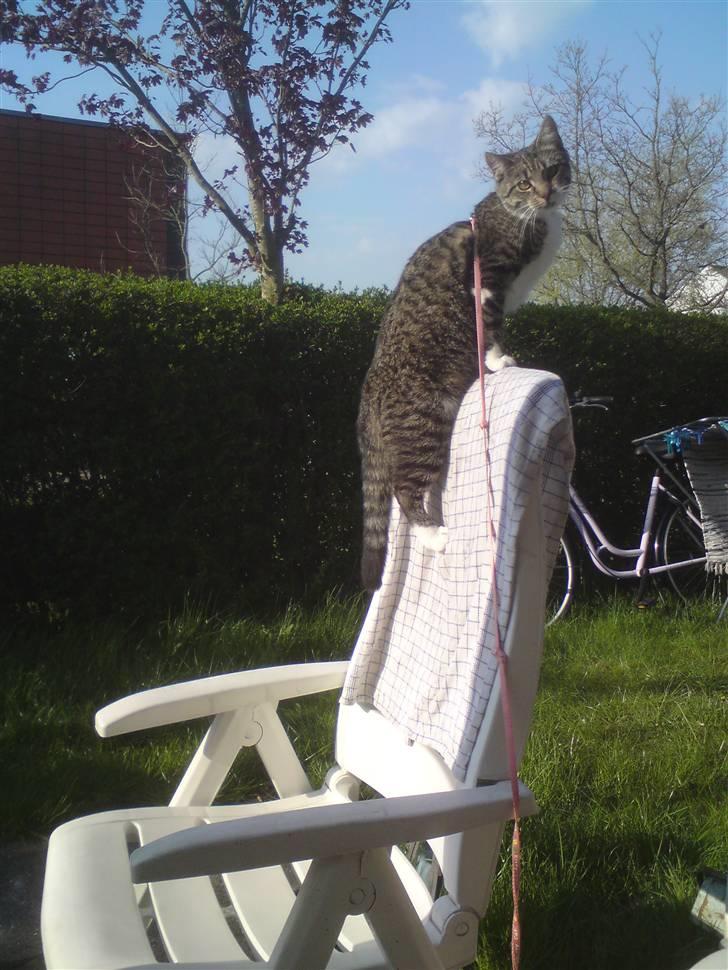 Huskat Silke - "Jeg er sååå stoooor" :D billede 10