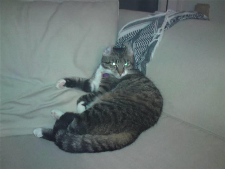 Huskat Silke - Farlig koala-djævle kat :D billede 11