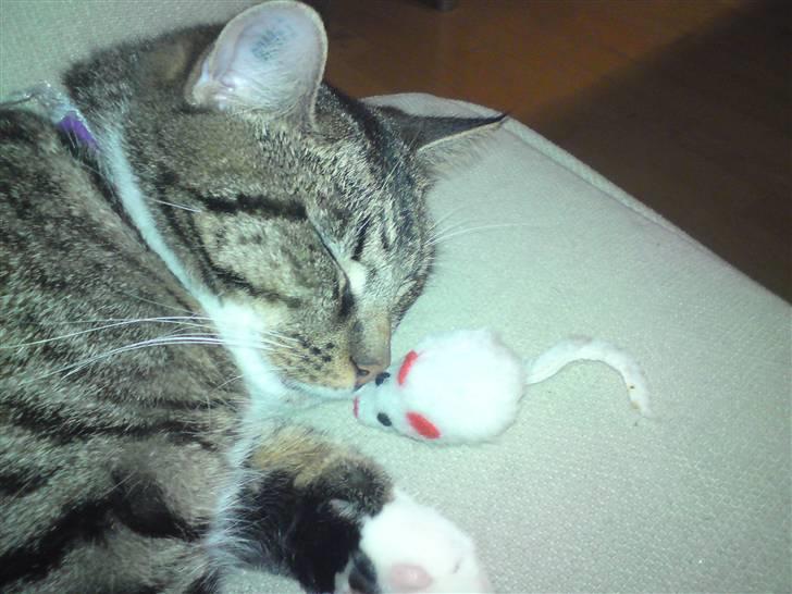 Huskat Silke - Sover sødt med musen :) billede 12