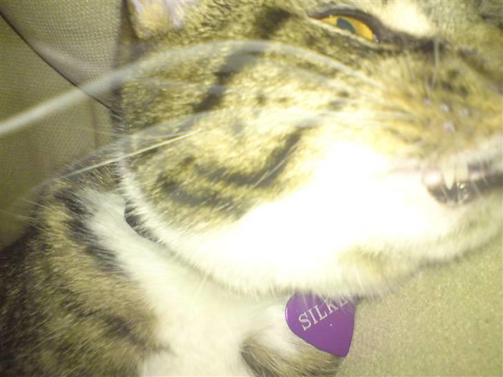 Huskat Silke - Rauw d: billede 13