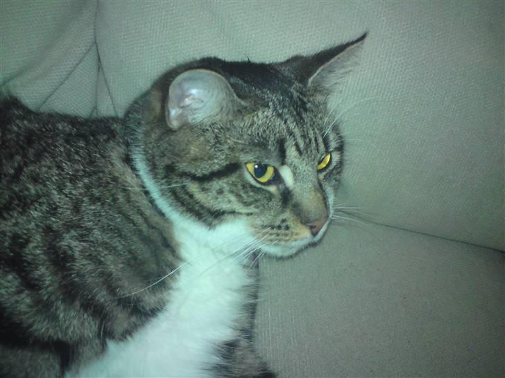 Huskat Silke - Mega gule øjne :) billede 14