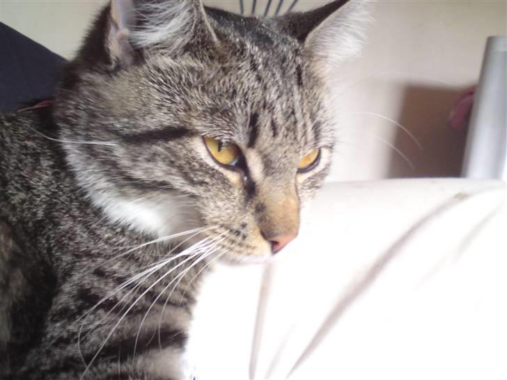 Huskat Silke - "Jeg er da bare ligeglad" :P billede 15