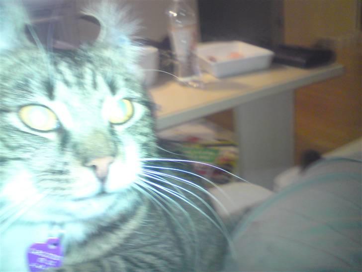 Huskat Silke - Djævle kat ;D billede 17