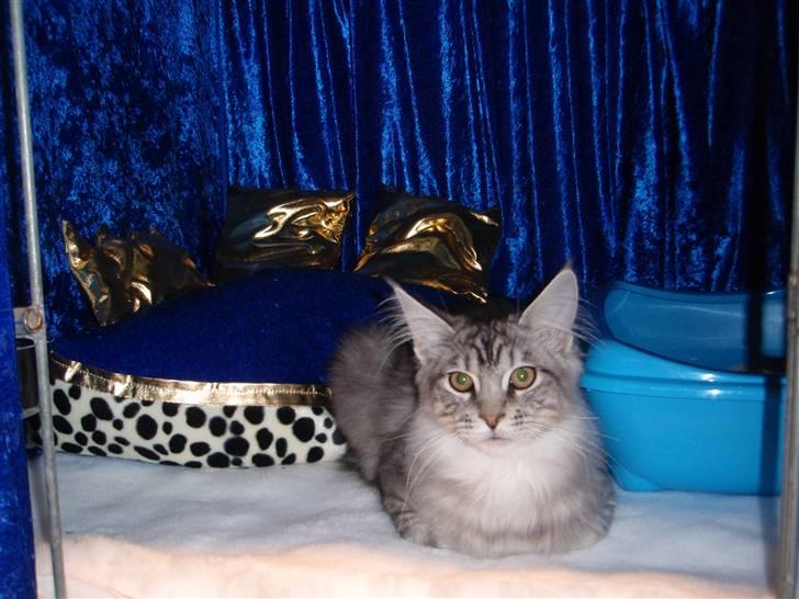 Maine Coon Gugger's Usher - Her ligger prinsen.. :-) billede 10