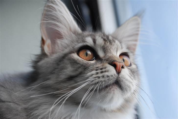 Maine Coon Gugger's Usher billede 11