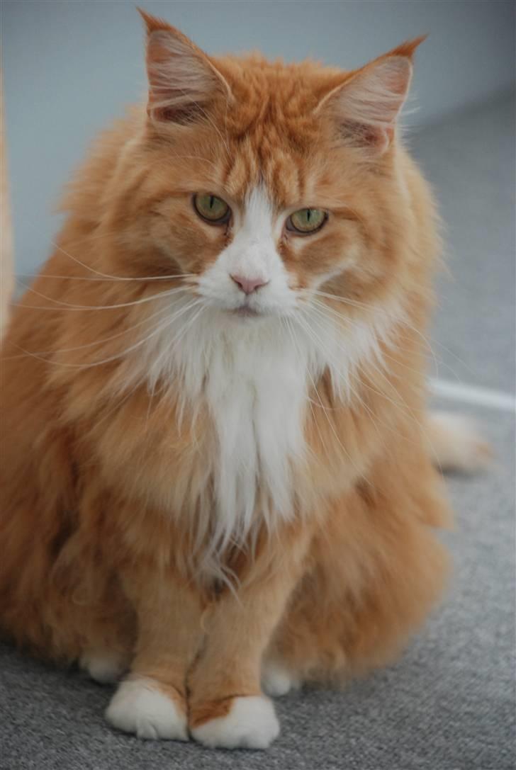 Maine Coon Gugger Red Iowa billede 12