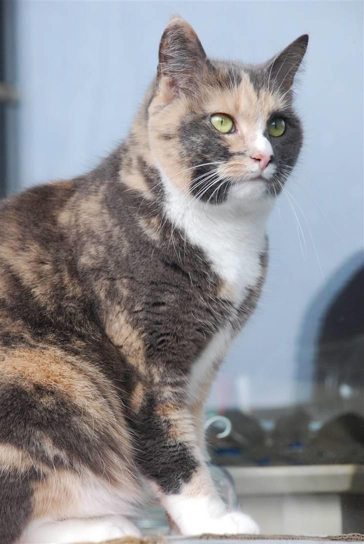 Huskat Maggie billede 13