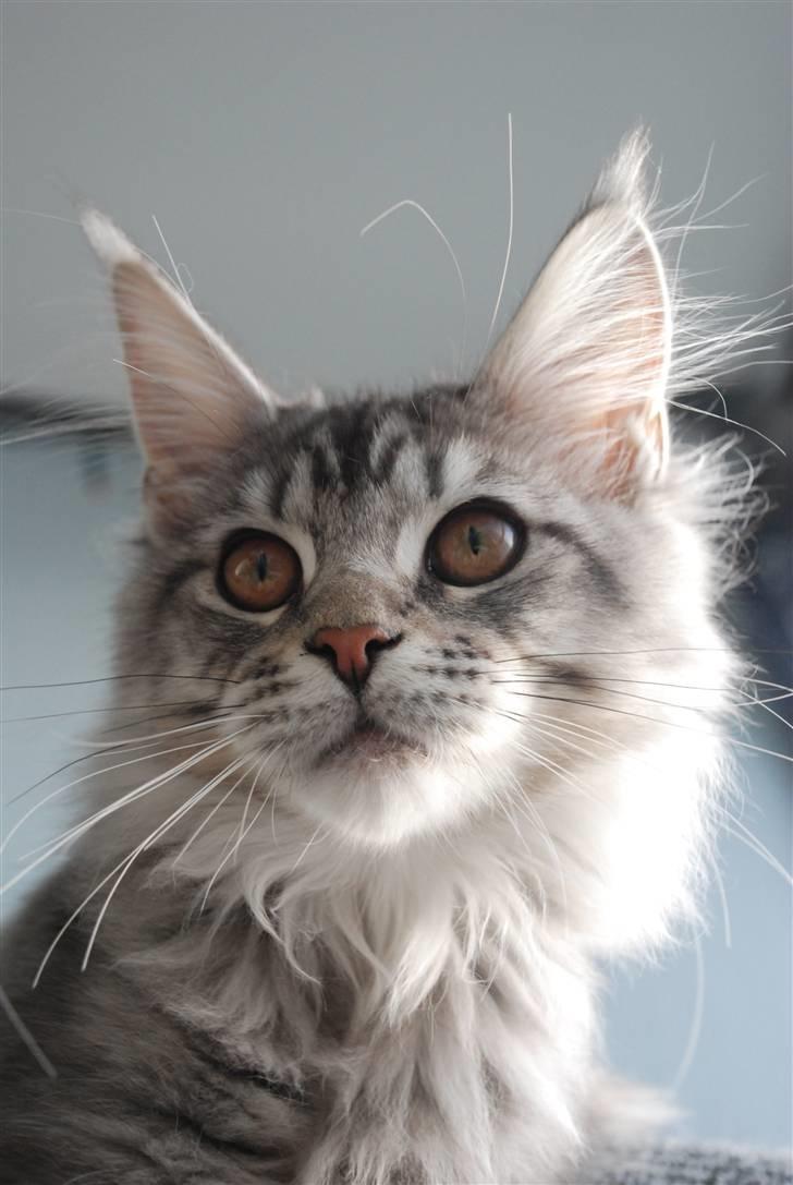 Maine Coon Gugger's Usher billede 12