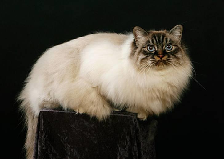 Hellig Birma MISS LORELEI'S COCIO.R.I.P 2011. - flot fyr.2009. billede 10