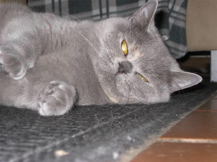 British Shorthair DK Heikina Floor billede 7