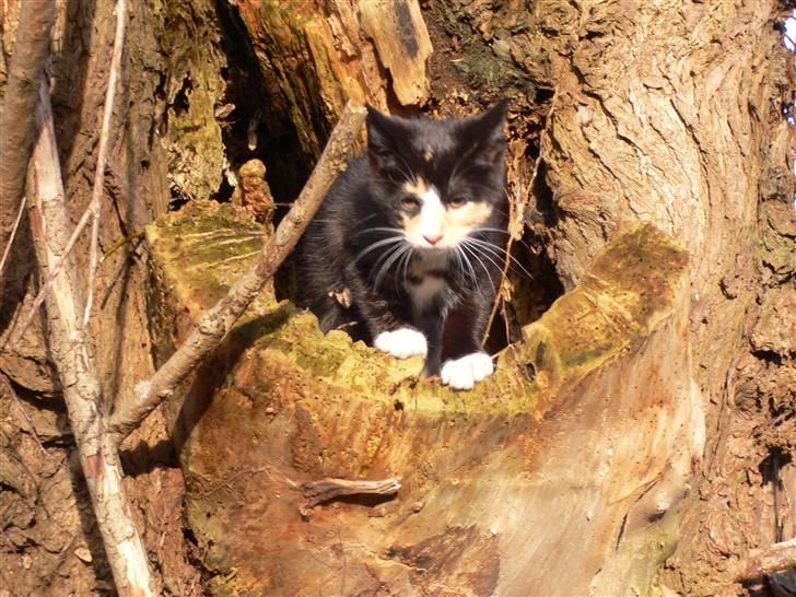 Blanding af racer Nassenberg R.I.P - Leger oppe i det hule-træ billede 7