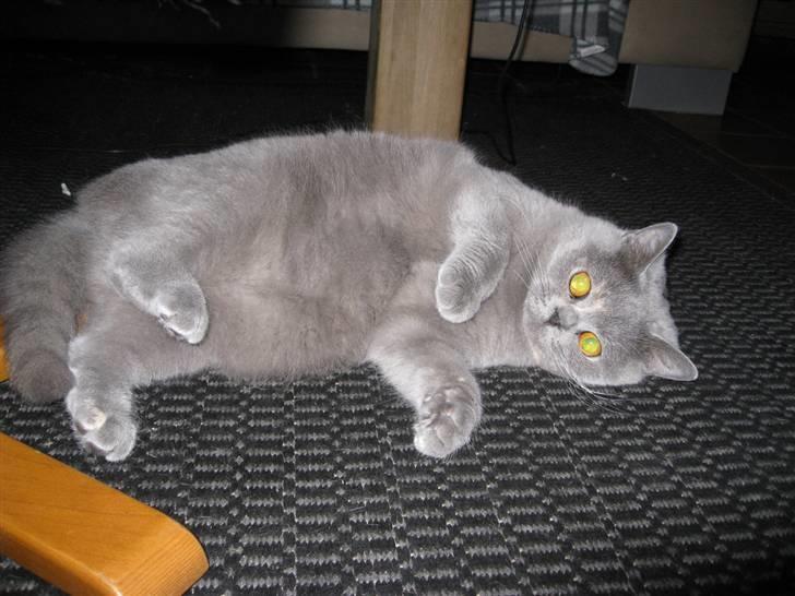 British Shorthair DK Heikina Floor billede 8