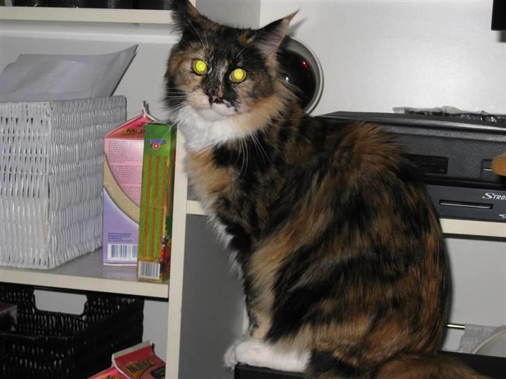 Maine Coon DK Bæklund's Issa billede 7