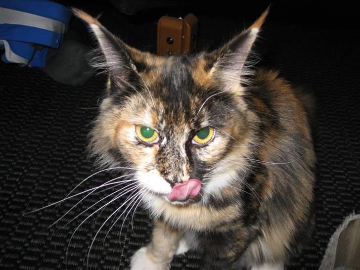 Maine Coon DK Bæklund's Issa - jeg er en alien.. billede 8