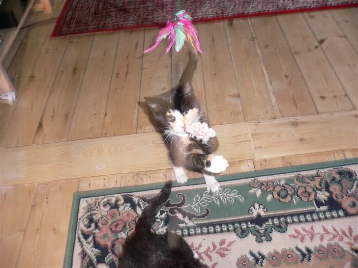 Blanding af racer Nassenberg R.I.P - Leger.... billede 8