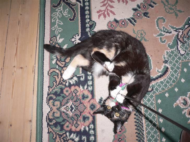 Blanding af racer R.I.P Lundini (grimmemis) - Leger... billede 9