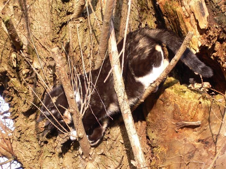 Blanding af racer R.I.P Lundini (grimmemis) - Leger i det hule-træ.... billede 10