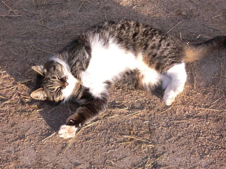 Blanding af racer Gråberg billede 1