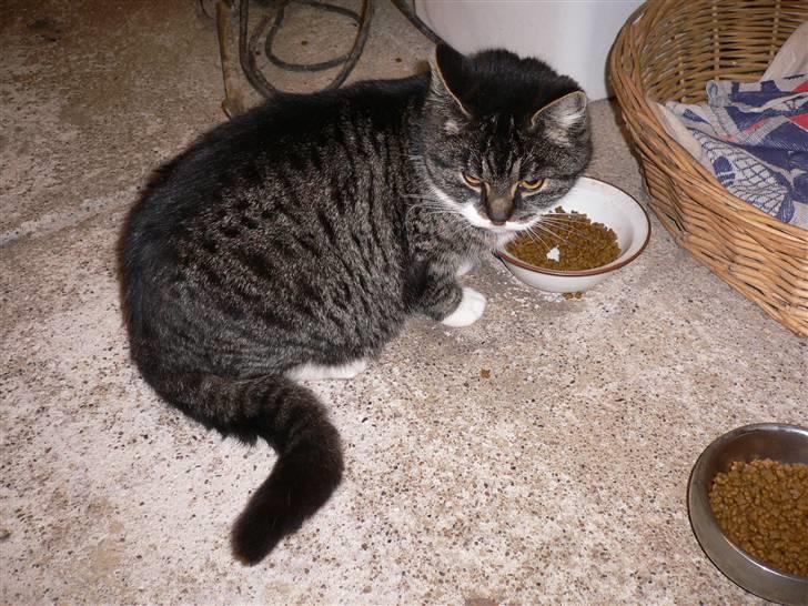 Blanding af racer Gråberg - Indenfor og spise billede 2