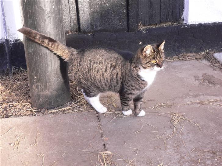 Blanding af racer Gråberg billede 3