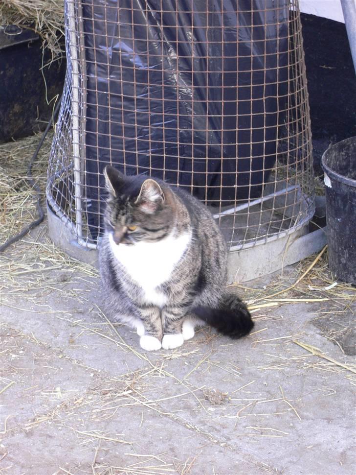 Blanding af racer Gråberg billede 4