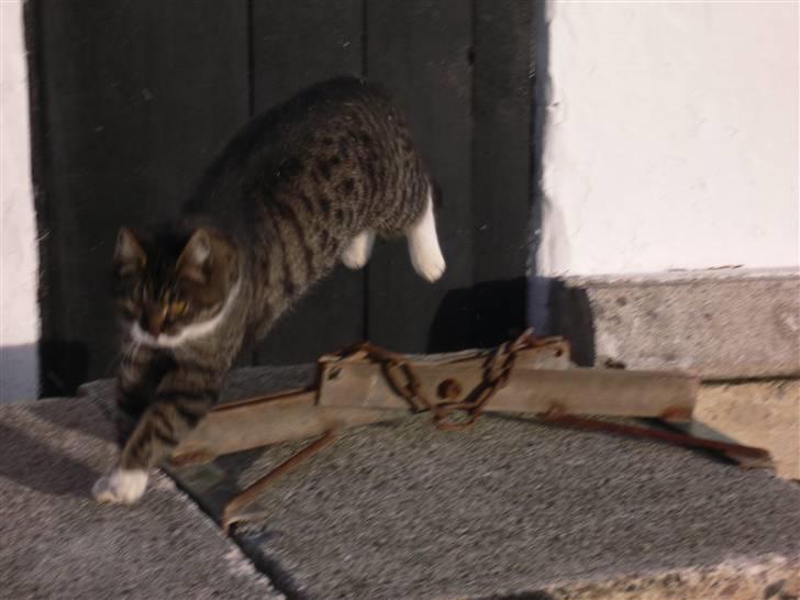 Blanding af racer Gråberg - I fuld 4-spring... billede 5