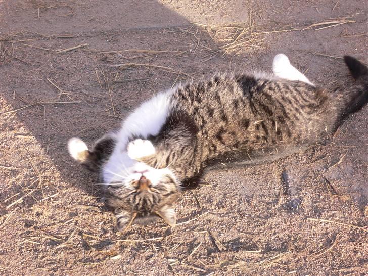 Blanding af racer Gråberg - Total lækker... billede 6