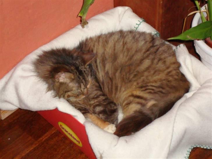 Blanding af racer R.I.P. Pjuske - ZzZz så fik hun sig da os lige en lur :D billede 1