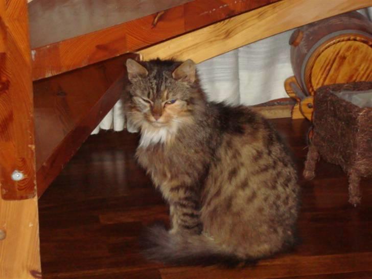 Blanding af racer R.I.P. Pjuske - Fine,fine pjuske  billede 2