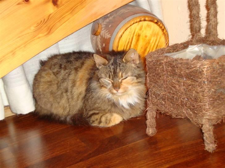 Blanding af racer R.I.P. Pjuske billede 3