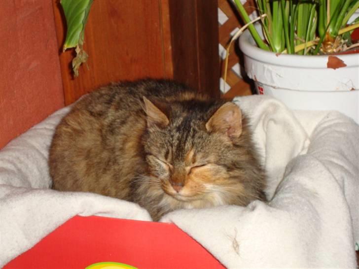 Blanding af racer R.I.P. Pjuske billede 4