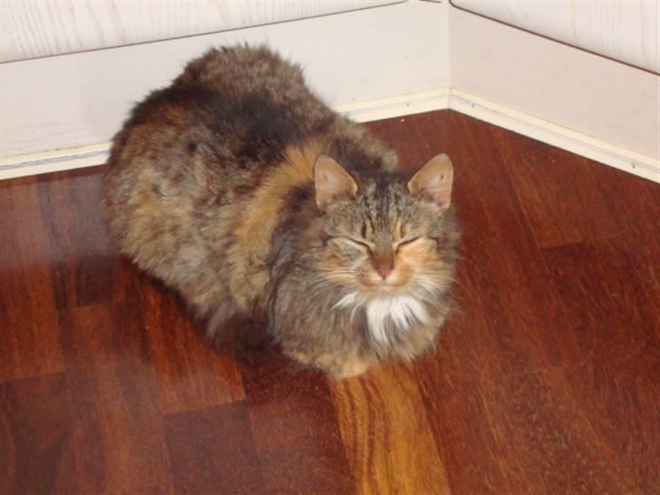 Blanding af racer R.I.P. Pjuske billede 5