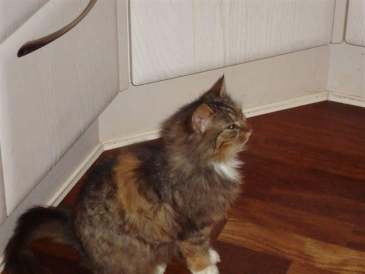 Blanding af racer R.I.P. Pjuske billede 6