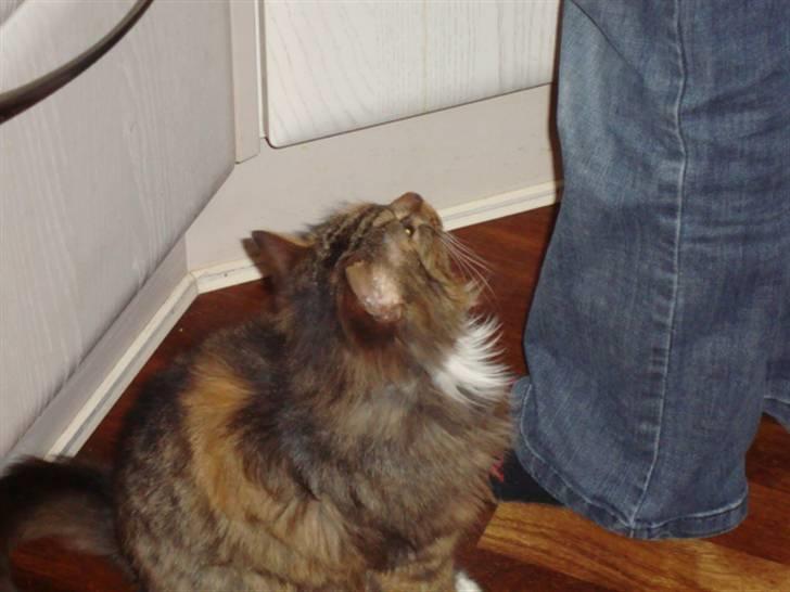 Blanding af racer R.I.P. Pjuske - MÅ jeg ikke nok får noget mad plizzz  billede 7