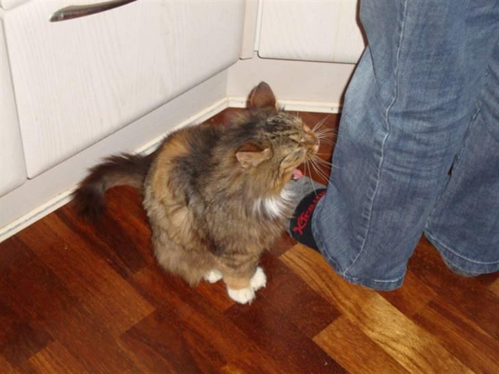 Blanding af racer R.I.P. Pjuske - Arhh hvor er jeg bare træt :O billede 8