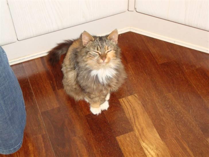 Blanding af racer R.I.P. Pjuske billede 9