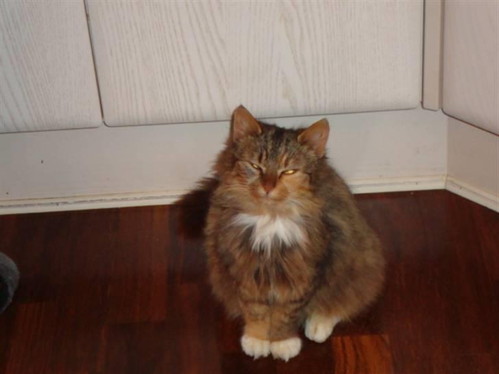 Blanding af racer R.I.P. Pjuske billede 10