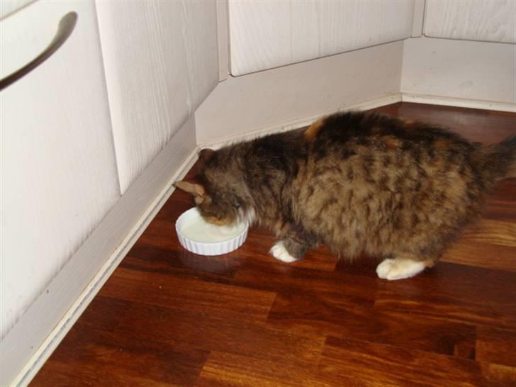 Blanding af racer R.I.P. Pjuske - Så fik jeg da os endelig den mælk :) <3 Pjukske <3 food :) billede 11