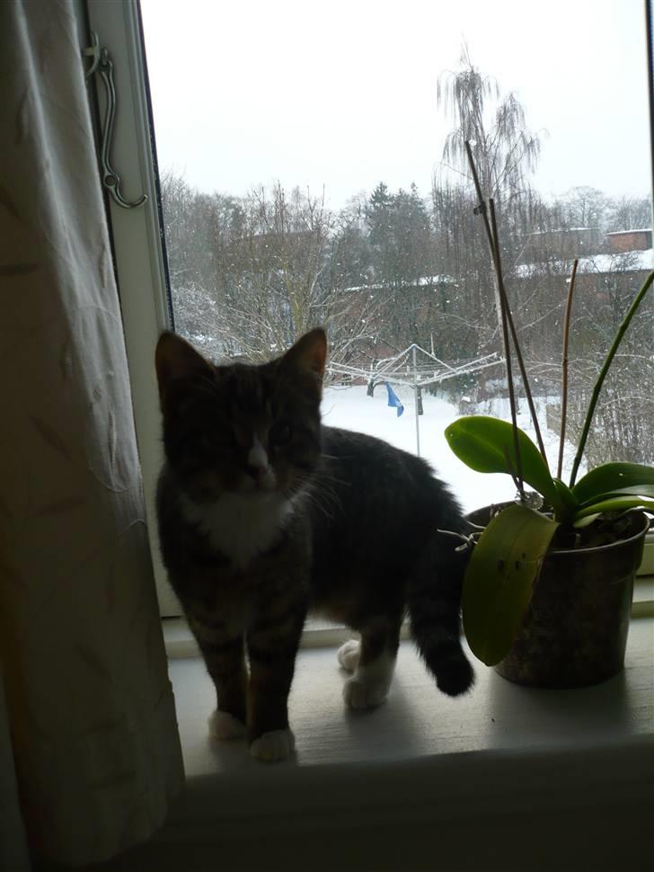 Huskat Theodor billede 6